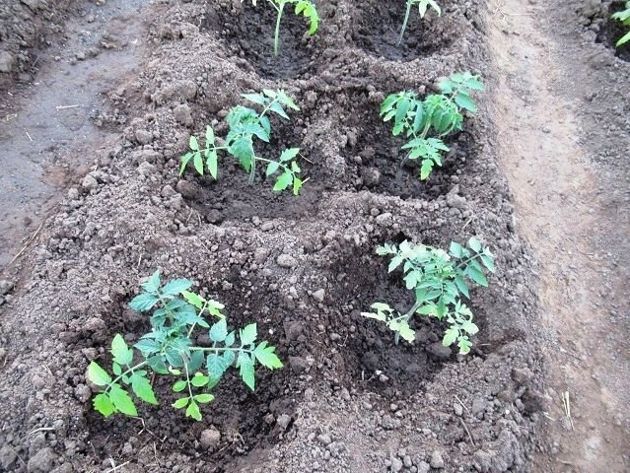 Как нужно подкармливать томаты после посадки в теплицу: старым проверенным удобрением, или его заменой