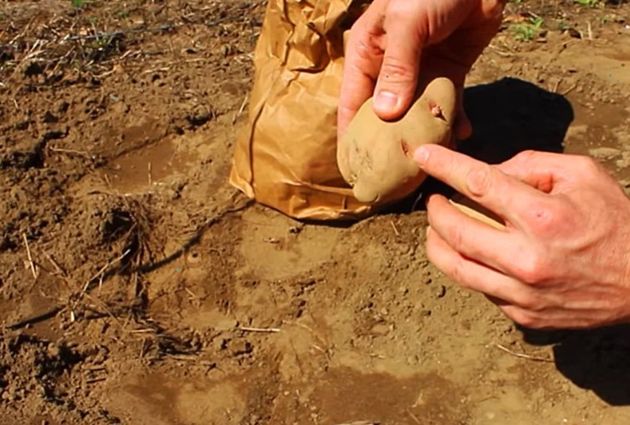 Замачивание картошки в 1 натуральном средстве перед посадкой всегда обеспечивает обильный урожай