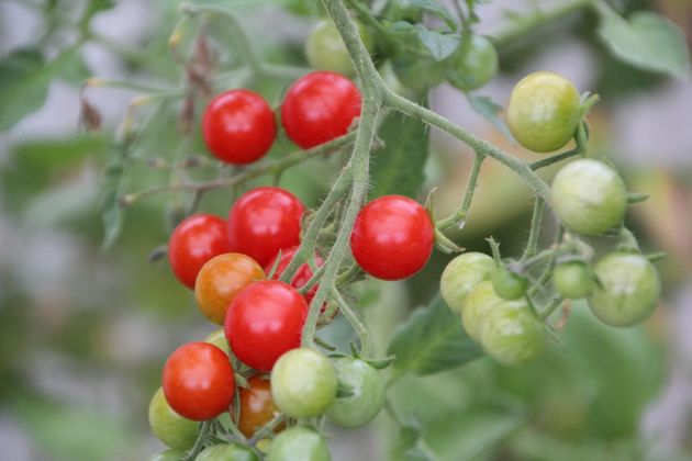Горшечные томаты для балкона и подоконника – сорта, описание