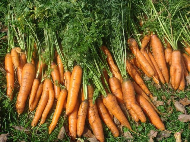 Определяющая подкормка морковки в августе. Получайте сочные и ровные корнеплоды без проблем