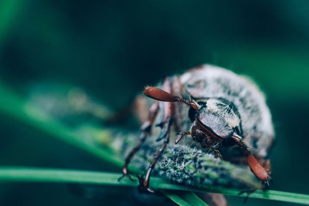 Майский жук и его личинки – методы борьбы