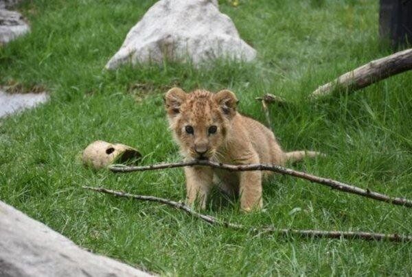 Источник изображения: zooborns.com / Idaho falls zoo