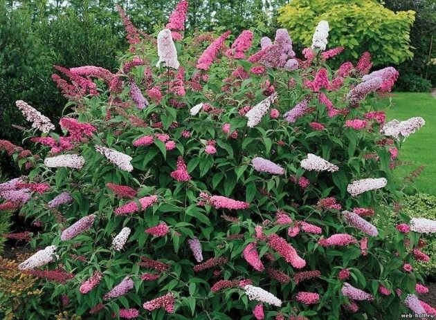 10 красивоцветущих кустарников которые украсят ваш сад