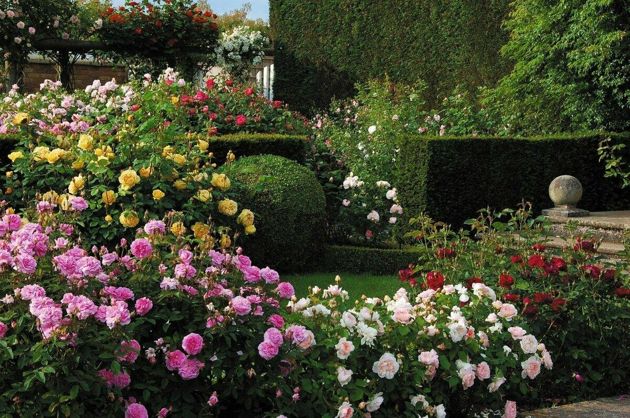 Ландшафтный дизайн сада: создаем идеальный розарий на зависть всем