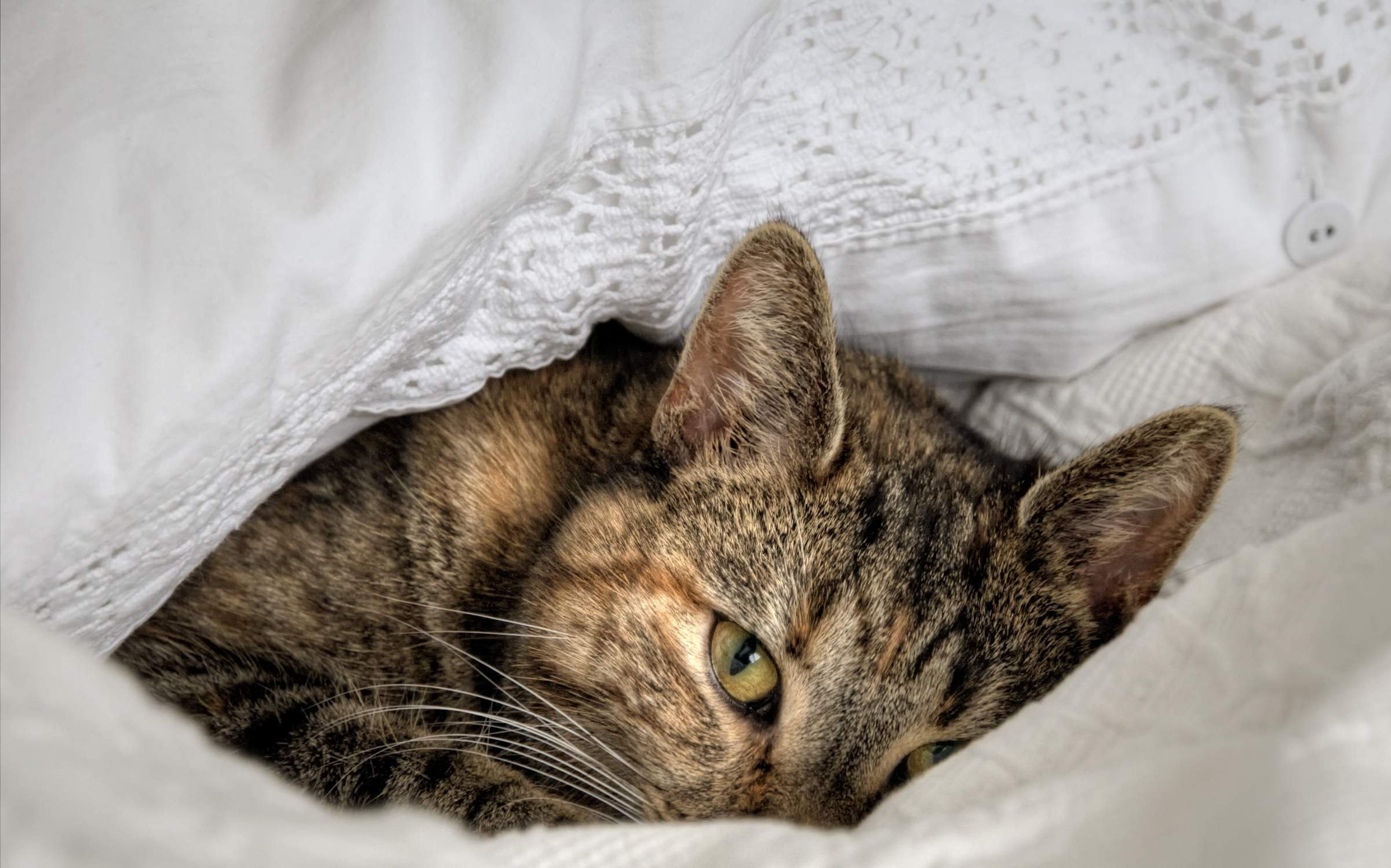 Котенок в постели. Спящий кот. Кот лежит. Кот валяется. Котенок лежит.