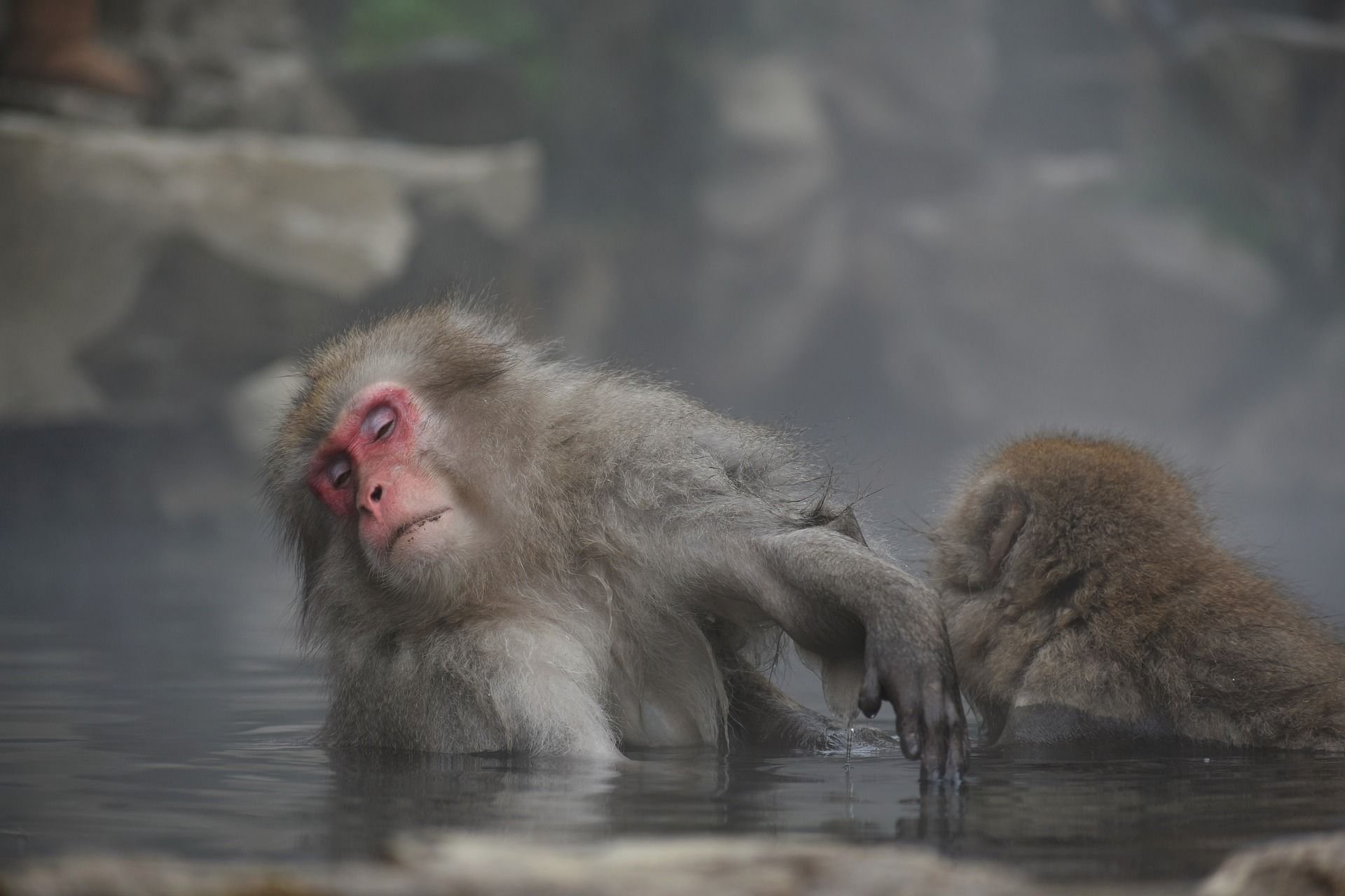 Шимпанзе плавает. Японские макаки. Обезьянки в термальных источниках. Обезьяны в горячих источниках. Японские обезьяны в теплых источниках.