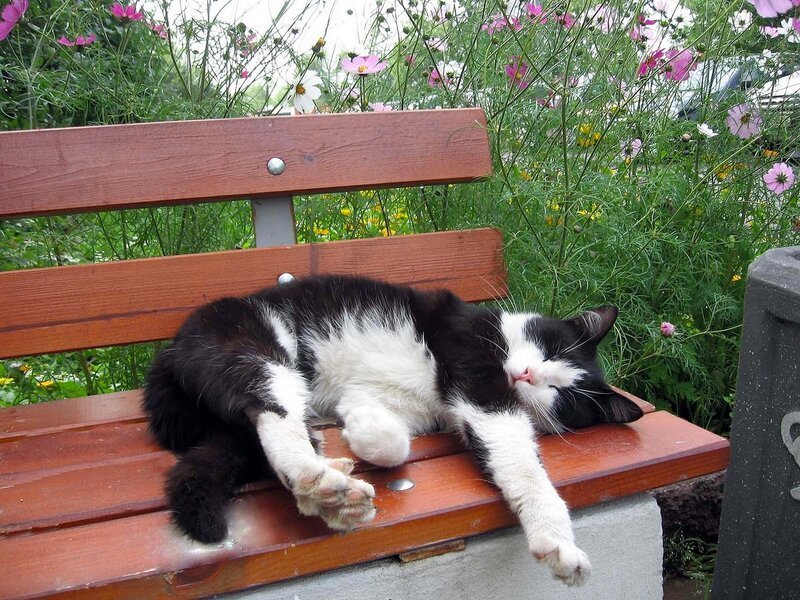 Кажется что дома кот. Кошка на скамейке. Кошка под лавкой. Котенок на скамейке.