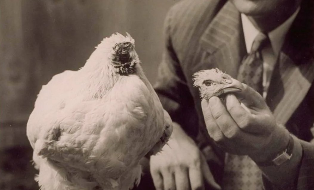 Курица жила без головы. Майк Безголовый петух проживший. Майк Безголовый чудо цыпленок. Петух Майк прожил без головы 18 месяцев.
