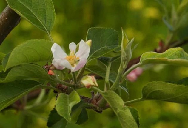 Один секрет, который позволит не потерять урожай яблок. Во время цветения нужно выполнить обработку 1-им препаратом