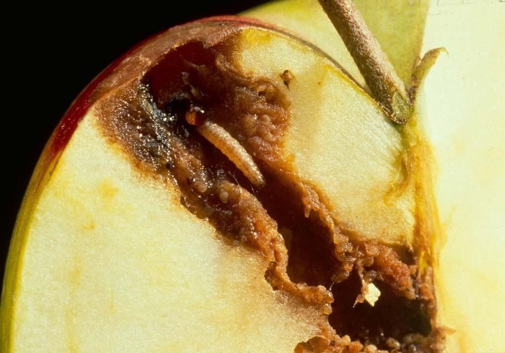 Повреждения яблок