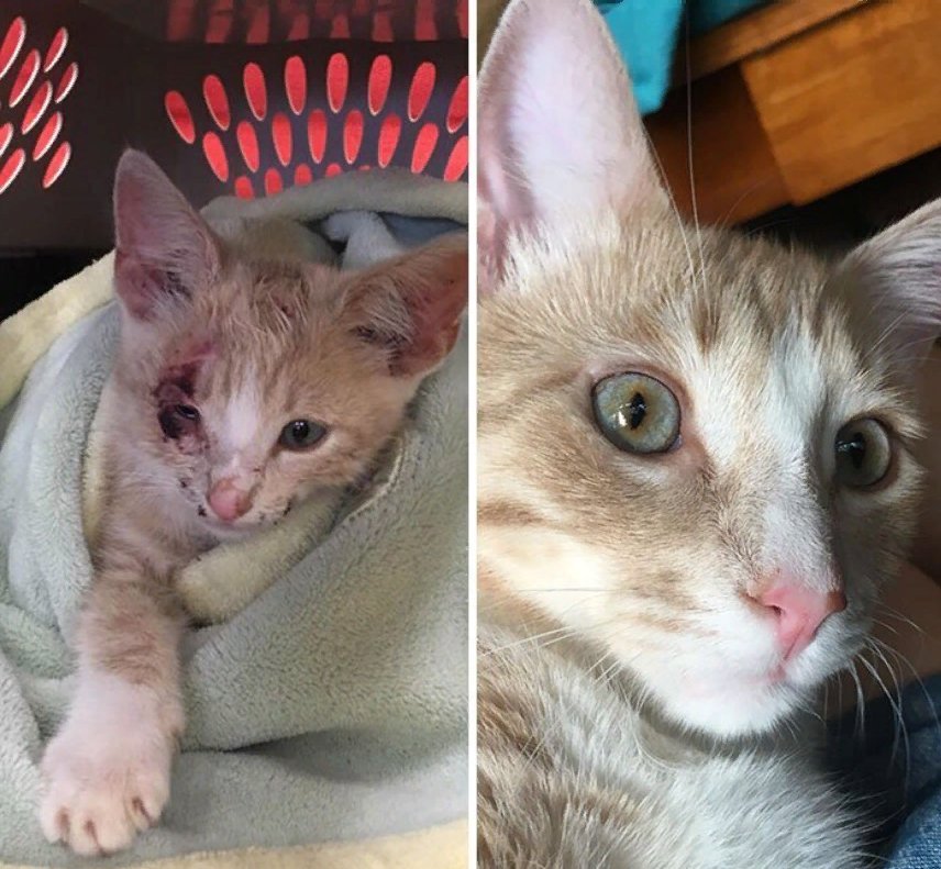 Котенок подобранный с улицы. Котята до и после. Бездомные кошки до и после. Бездомные котята до и после. Коты с улицы до и после.