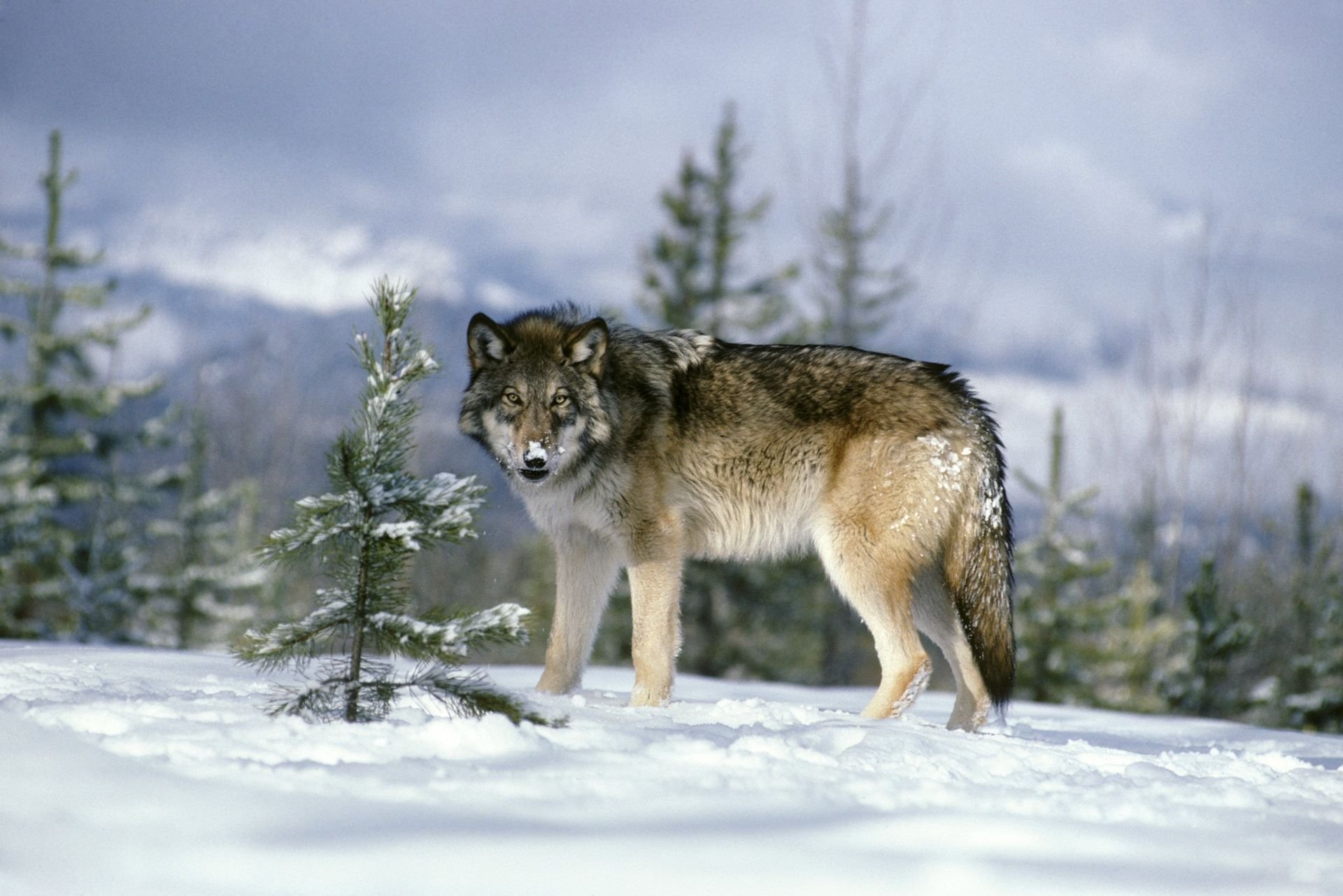 Волк точка ру. Волк в Сибири. Волк в лесу. Волк зимой. Волки на Южном Урале.