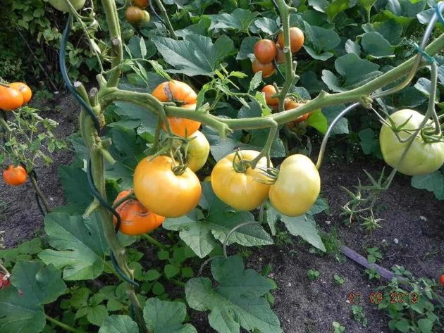 Сорта томатов, для которых выделяют почетные места в теплице