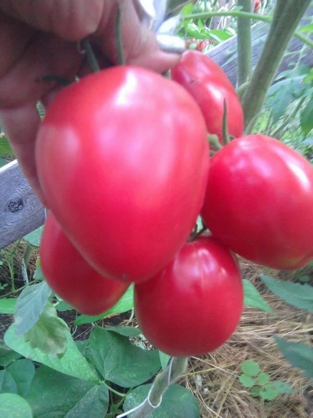 Обзор сладких, сочных сортов томатов
