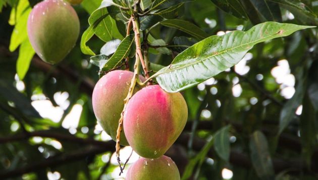 Как вырастить манго из косточки и возможно ли это?