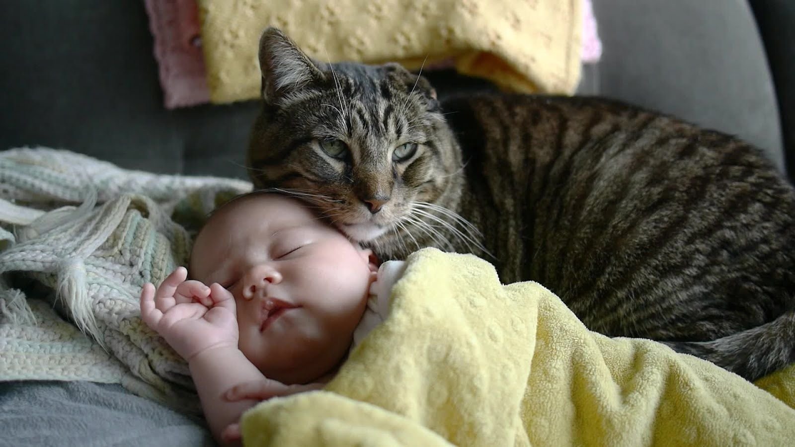 Кошка брата мам. Дети и коты. Кот и младенец. Кошка для детей. Коты и младенцы.