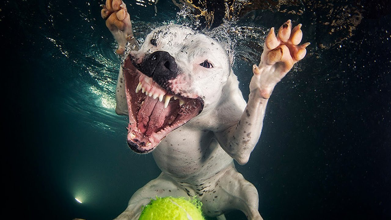 Сет Кастил собаки под водой