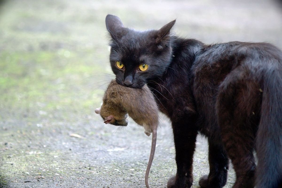 Поймать сбежавшего кота. Кот с добычей. Кот с мышкой в зубах. Чёрный кот с мышью в зубах. Кот с добычей в зубах.