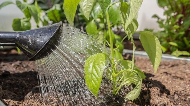 Как поливать свой сад? Один принцип является ключевым