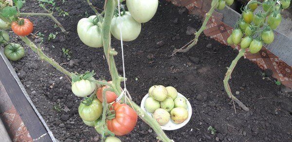 Как элементарно и бесплатно ускорить созревание томатов (не опрыскивание и не подкормки)
