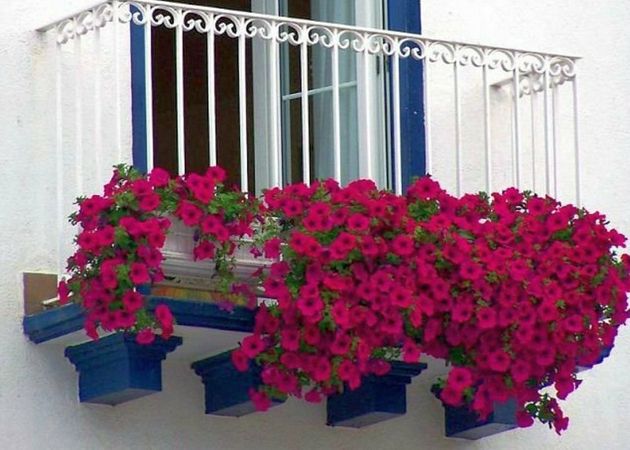 ТОП неприхотливых и красивых цветов для балкона и лоджии
