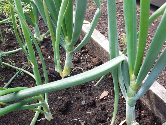 Как посадить лук севок облегченным, колхозным способом, не наклоняясь и не приседая