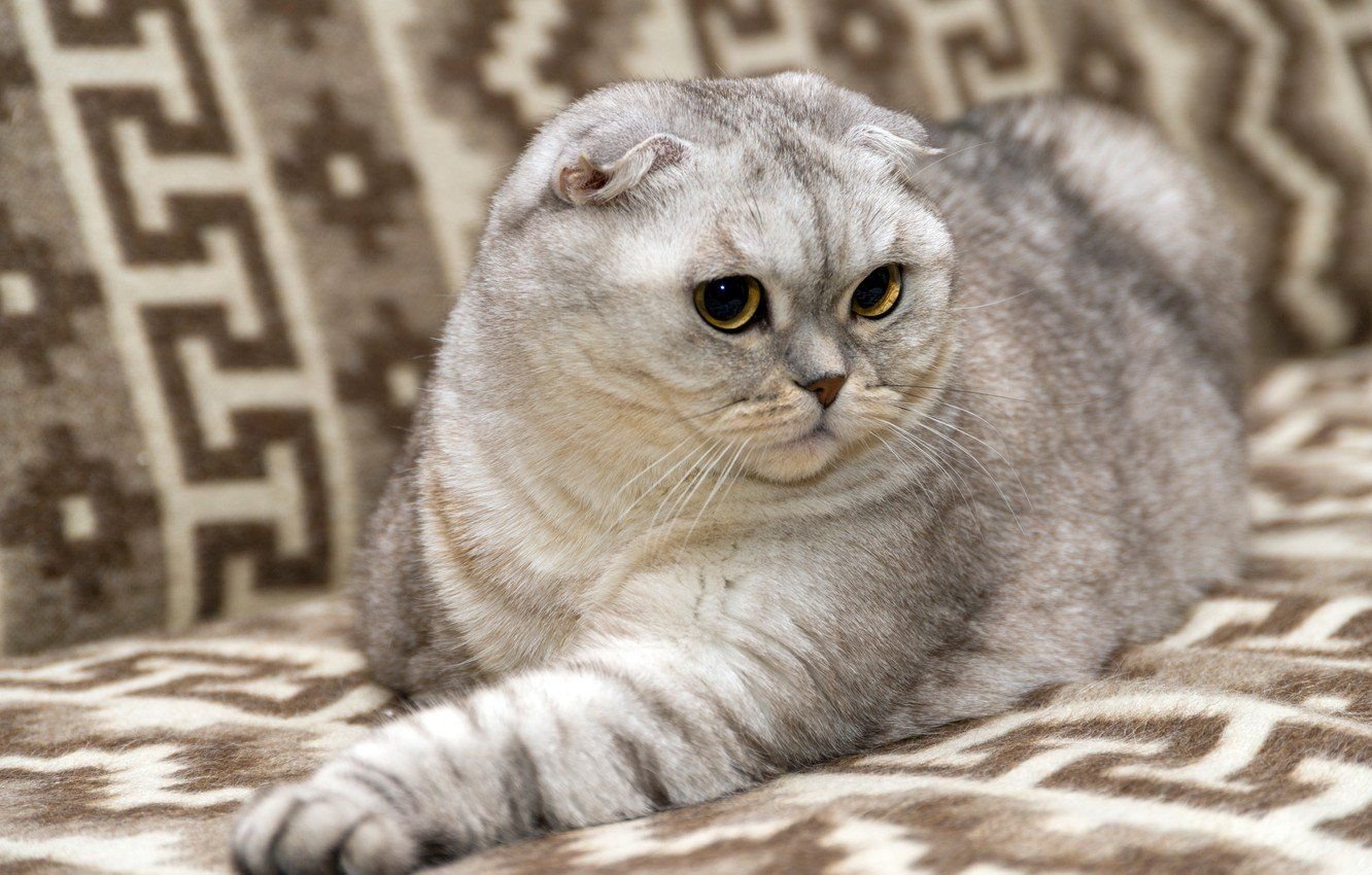 Фото вислоухой породы. Кот вислоухий скоттиш фолд. Шотландская кошка скоттиш фолд. Шотландская короткошёрстная кошка вислоухая. Шотландская вислоухая скотишфолд.