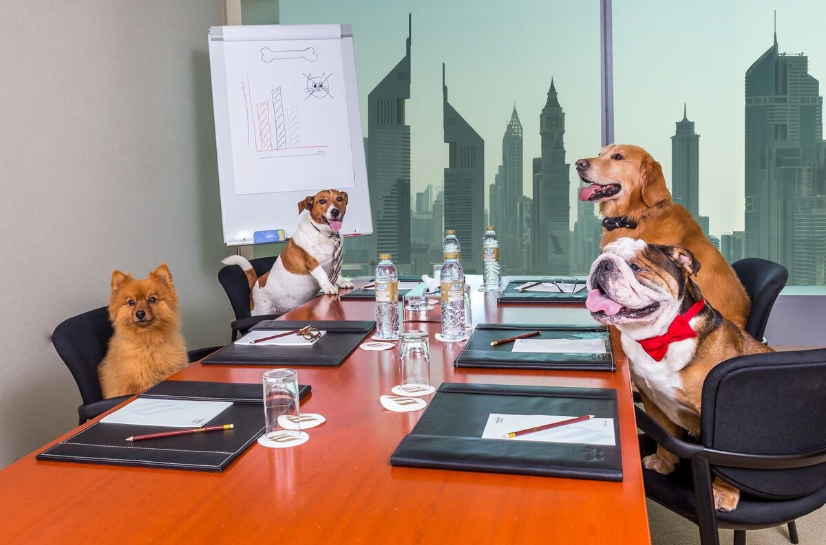 За офисом наблюдают. Животные в офисе. Собака в офисе. Собаки на совещании. Кот на совещании.