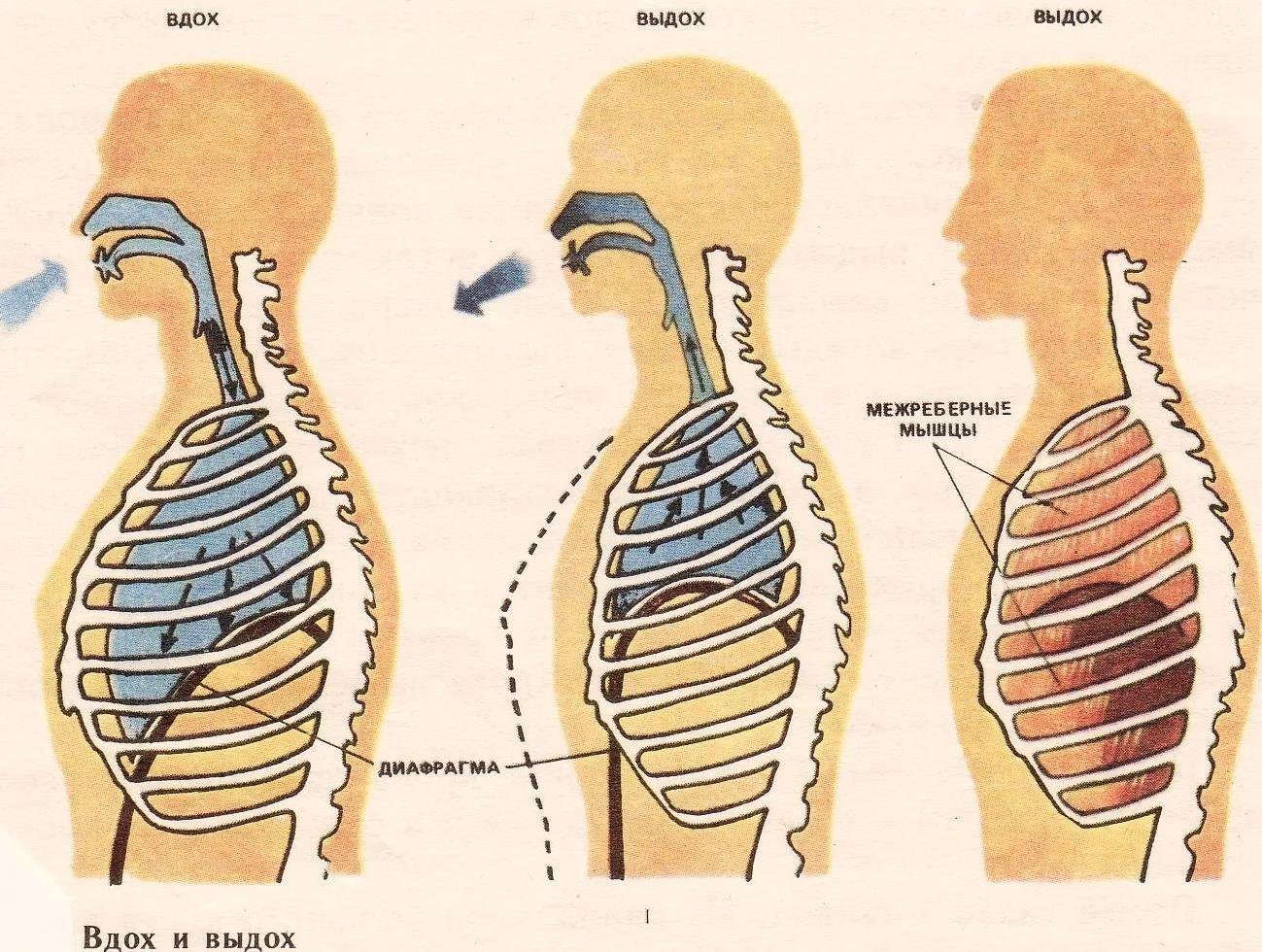Грудная клетка при вдохе приподнимается. Схема дыхания человека вдох выдох. Дыхание механизм вдоха и выдоха. Дыхательные движения схема вдох выдох. Механизм дыхания человека вдох и выдох.