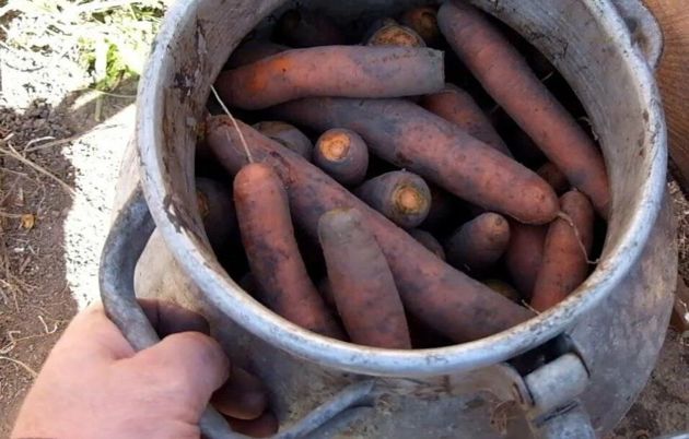 Как сохранить урожай свеклы и моркови до следующего сезона