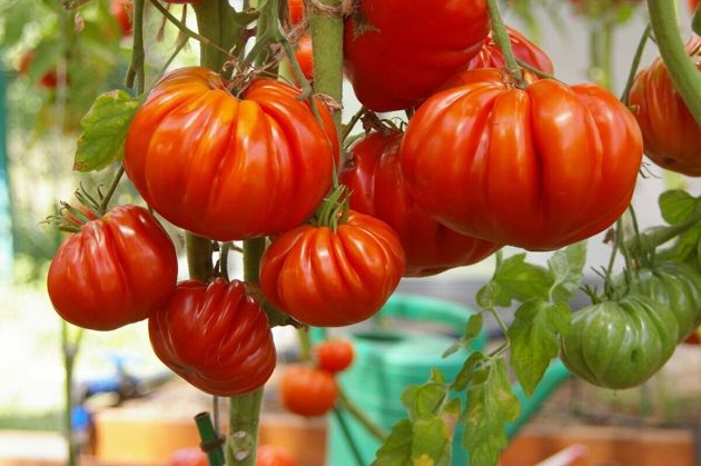 В любое лето с урожаем - лучшие сорта томатов и огурцов