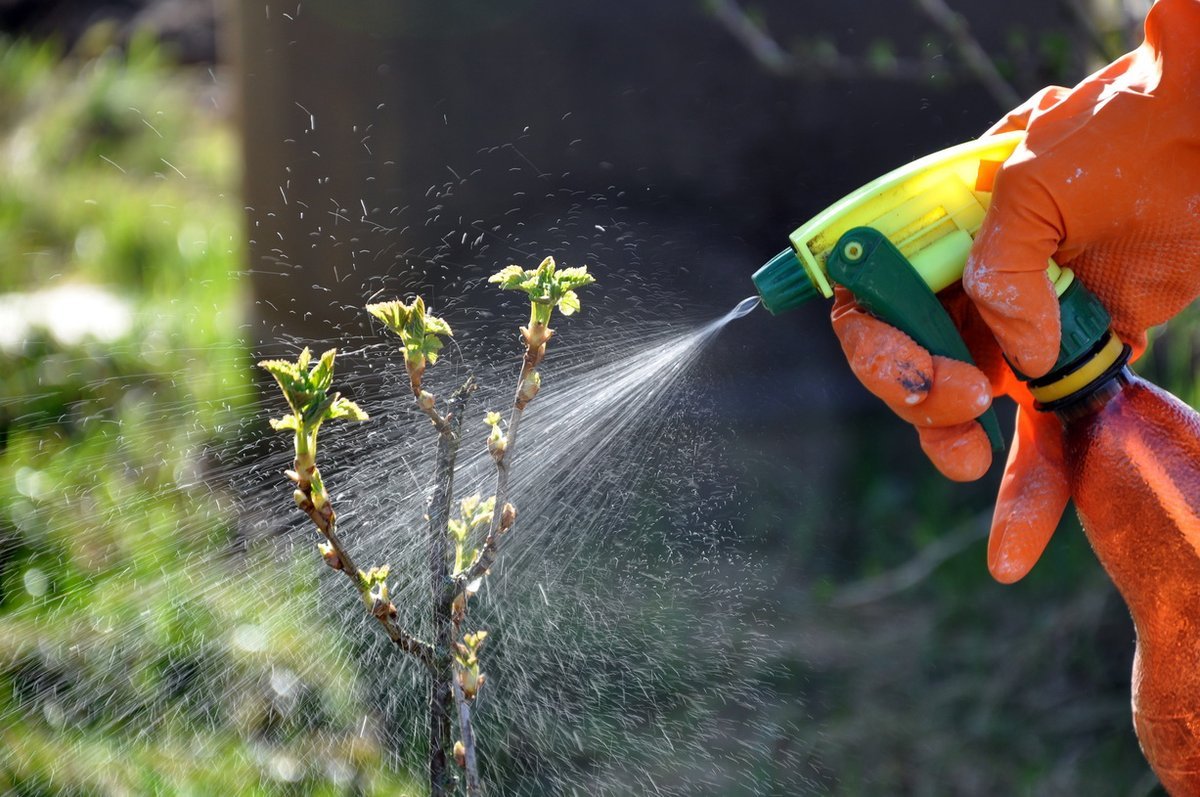 Влияние пестицидов на вредителей растений. Опрыскивание растений. Опрыскивание деревьев. Обрызгивание растений. Защита растений от вредителей.