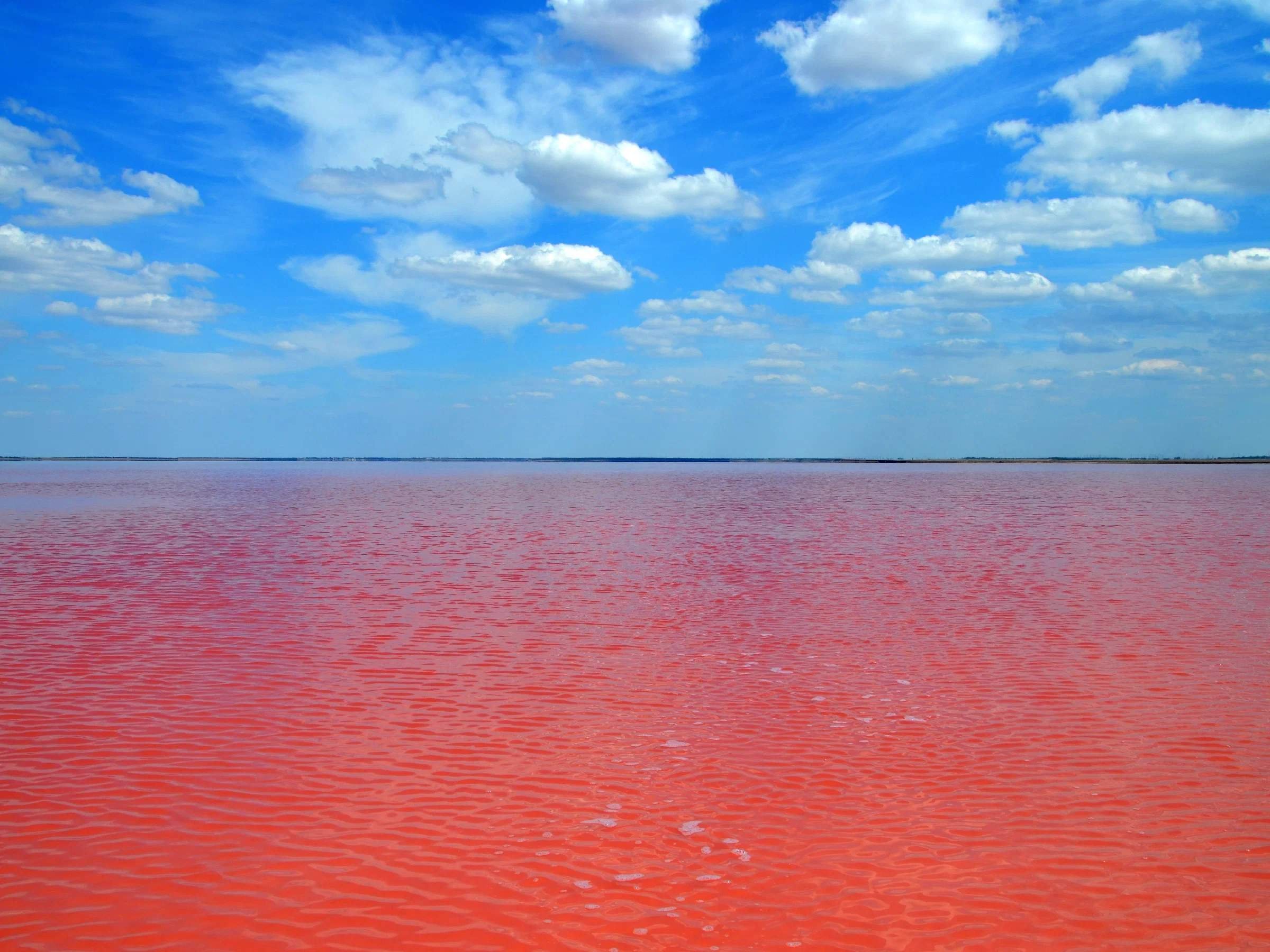 Розовое озеро саки. Сасык-Сиваш. Соленое озеро Сасык. Озеро Сиваш. Озеро Сиваш в Крыму.