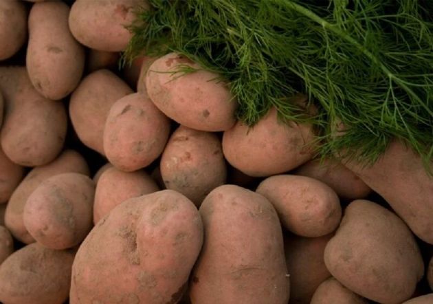 Сорта картофеля от которых отказаться невозможно