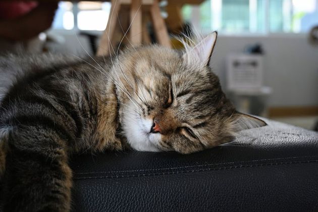 Не стоит удивляться, если у кошки нет конкретных предпочтений по поводу сна. Она всегда ищет место, в котором ей будет комфортно.