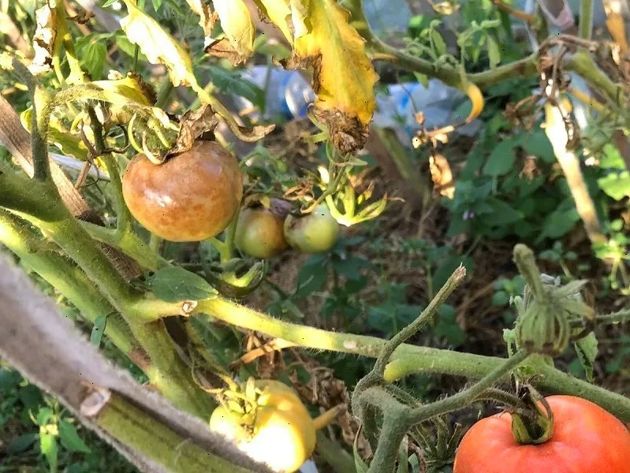 Как избежать фитофторы на томатах: защитный комплекс