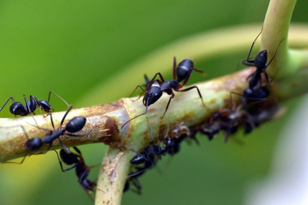 Средства против муравьев на садовом участке