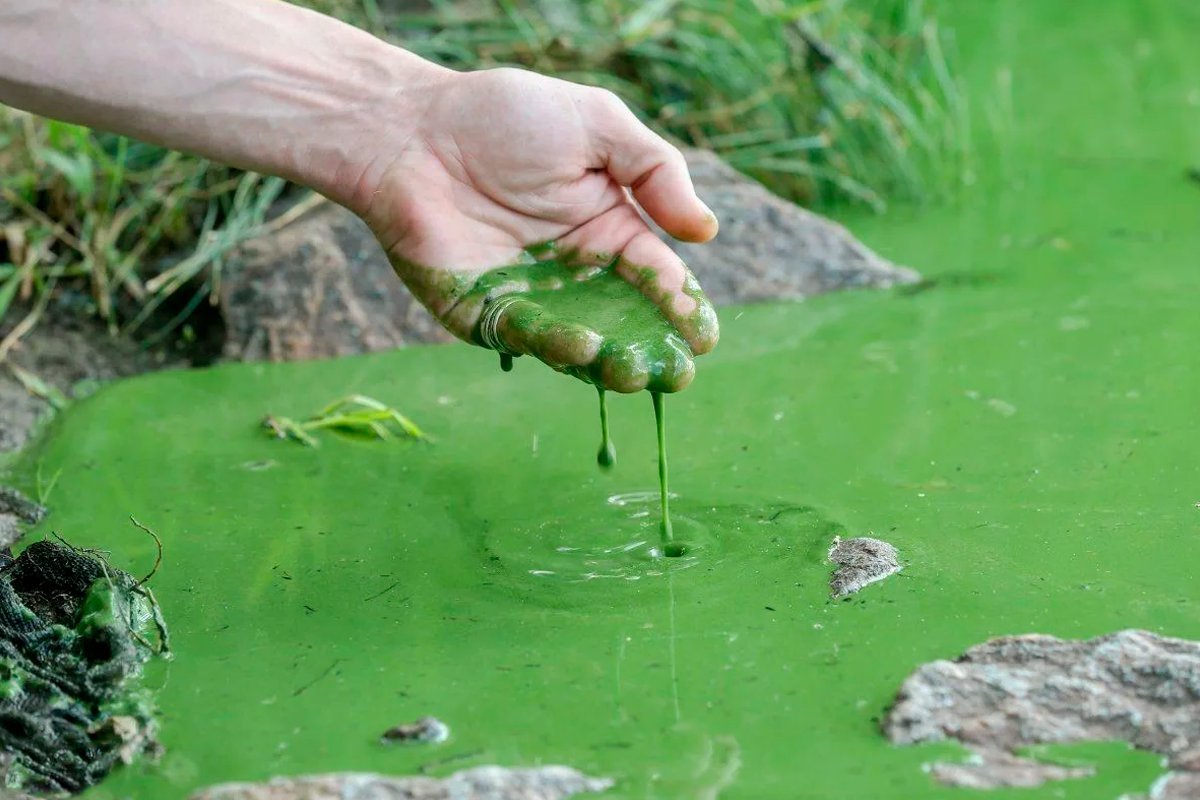 Зеленые воды последствия. Цветение воды цианобактерии. Хламидомонада цветение воды. Цианобактерии в водоеме. Цветение водоемов.