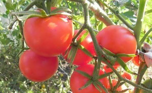 Неприхотливый и урожайный сорт розового томата 