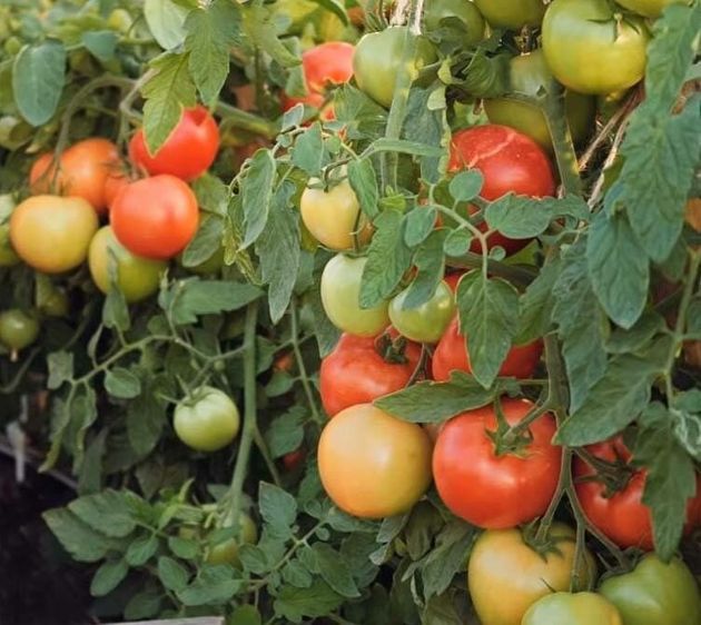 Сорта томатов, которые приносят богатый урожай