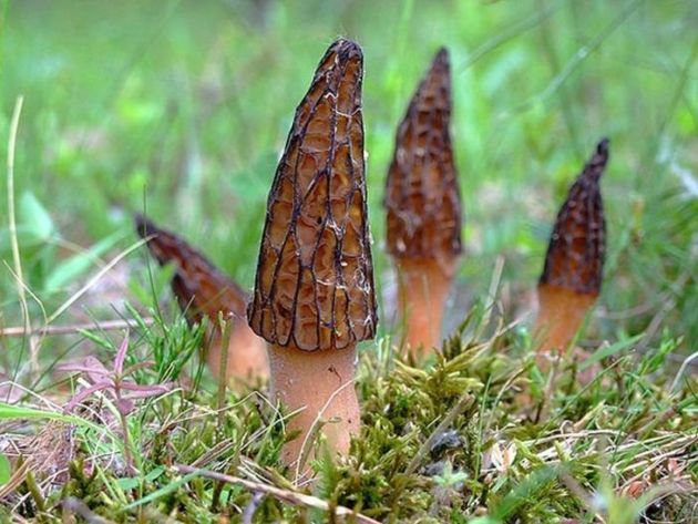 Сумчатые грибы – сморчки и строчки. Что нужно знать о них?
