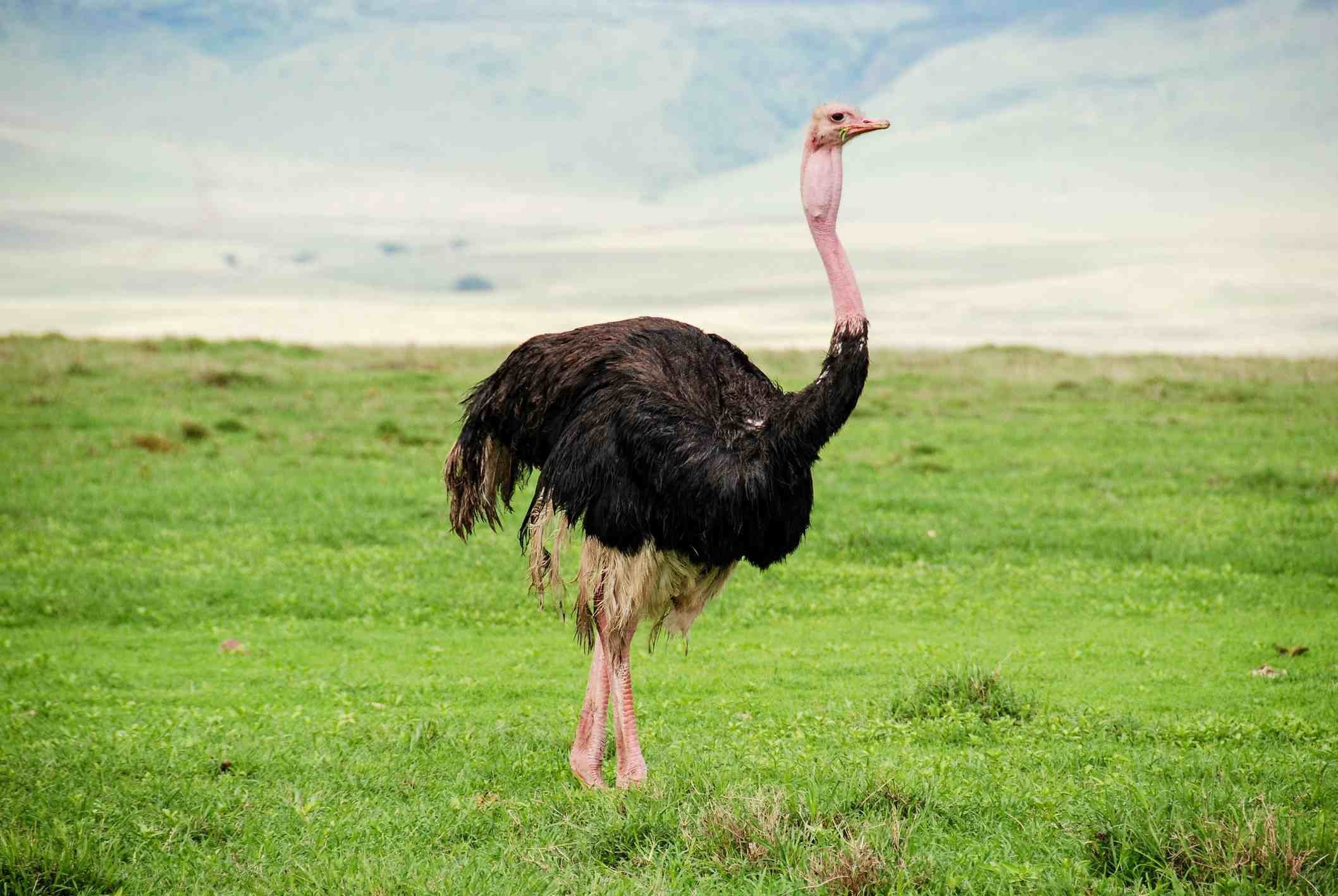 Страус птица или животное. Страусята африканского страуса. Обыкновенный североафриканский страус. Африканский страус в саванне. Черный Африканский страус.