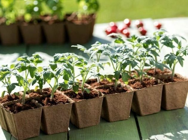 Как вырастить крепкую здоровую рассаду томатов и получить достойный урожай