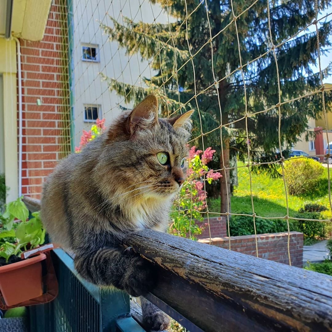Кошачий балкон. Кот на балконе. Балкон для кошек. Злой кот на балконе. Кота заперли на балконе.