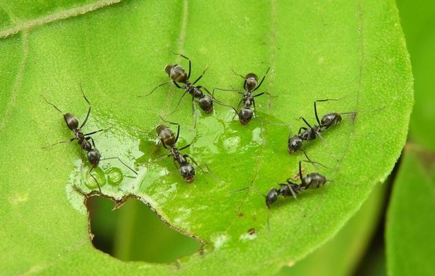 Как эффективно избавиться от муравьев в доме и на участке