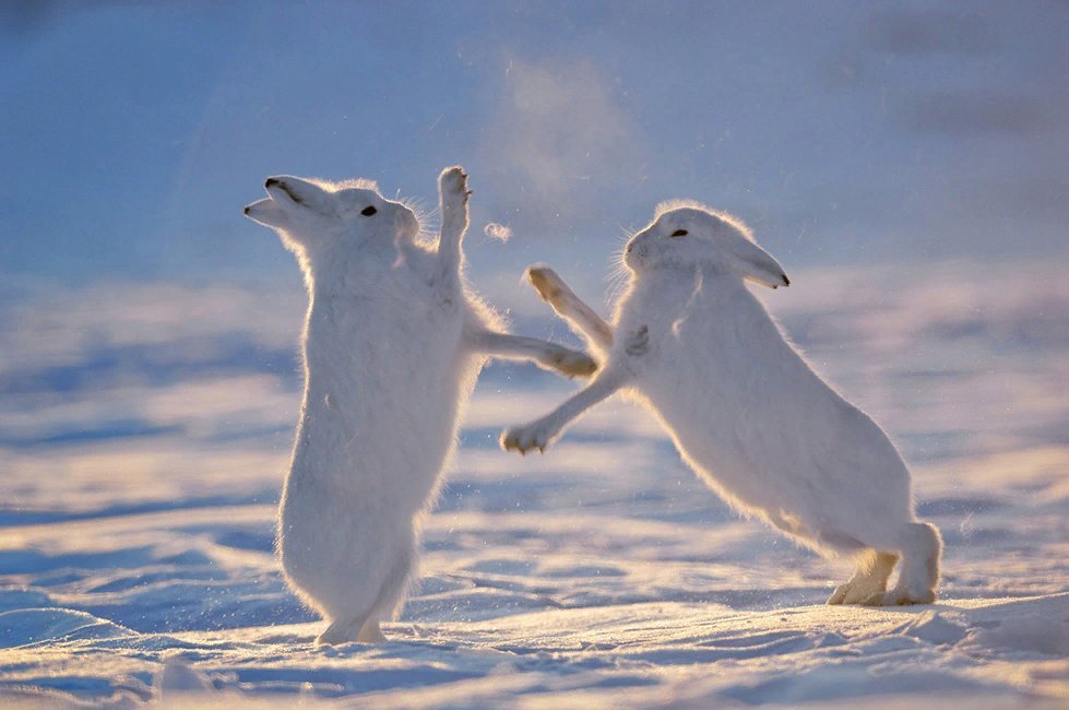 Мире животных зайцы. Арктический Беляк Полярный заяц. Заяц Беляк в Арктике. Арктический Беляк в Арктике. Арктический Беляк стая.