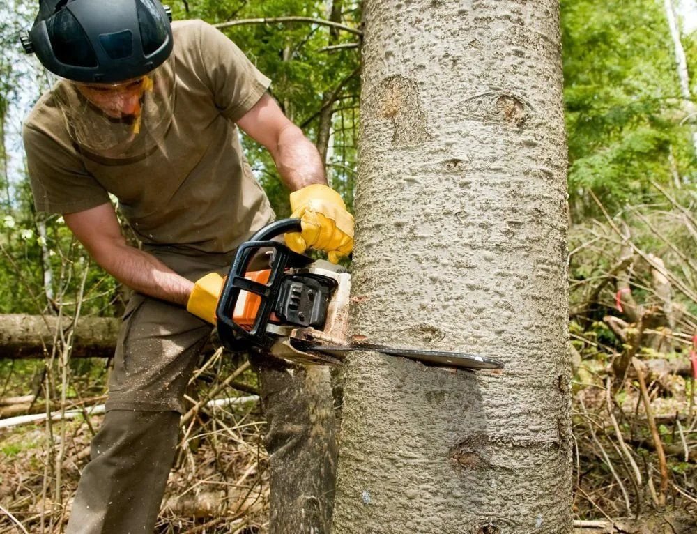 Рубил деревья на своем участке. Валка леса. Tree service. Cutting Trees. Cut down.