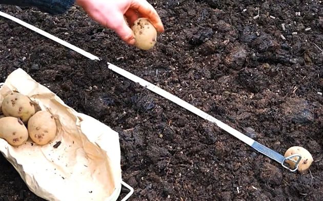 Секреты посадки картофеля, позволяющие собрать до 500 кг урожая с одной сотки