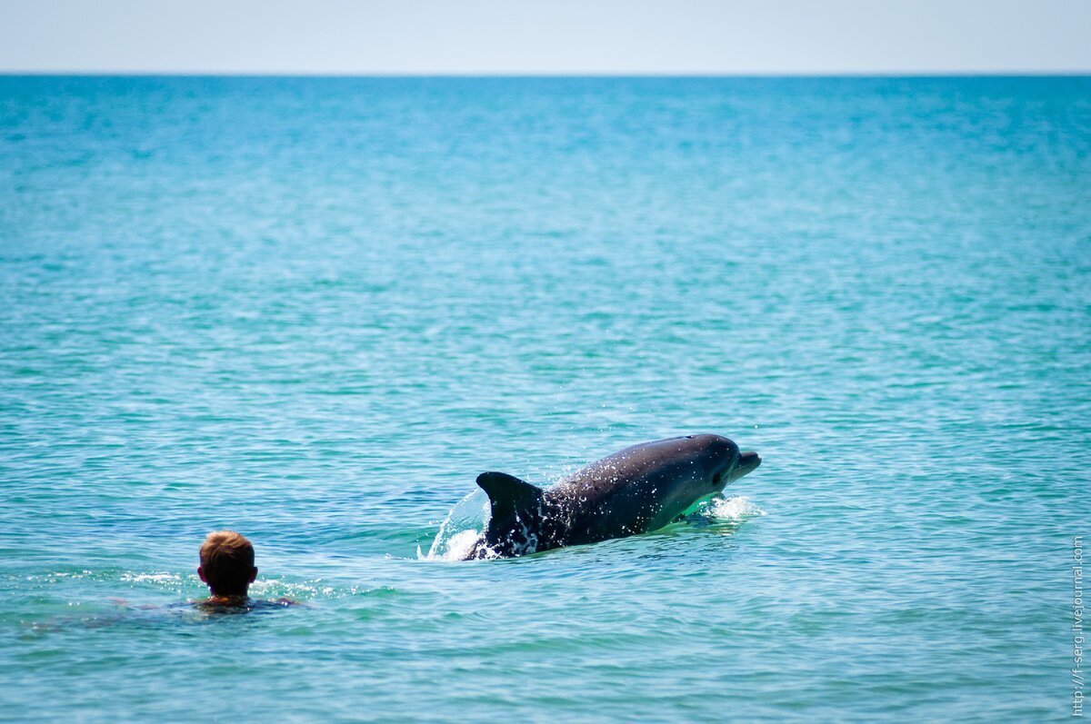 Кит анапа. Черное море Анапа дельфины. Благовещенка Анапа дельфины. Бугазская коса дельфины. Станица Благовещенская дельфины.