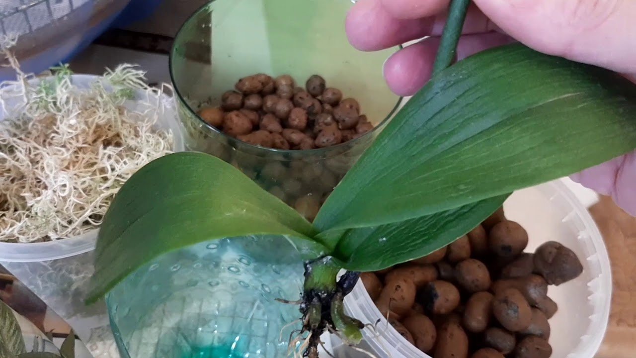 Некоторые цветоводы практикуют пересадку орхидеи в керамзит